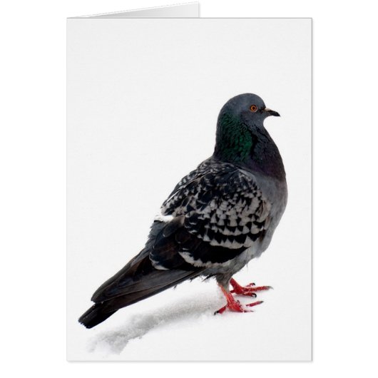 Snow and pigeon cards (Front)