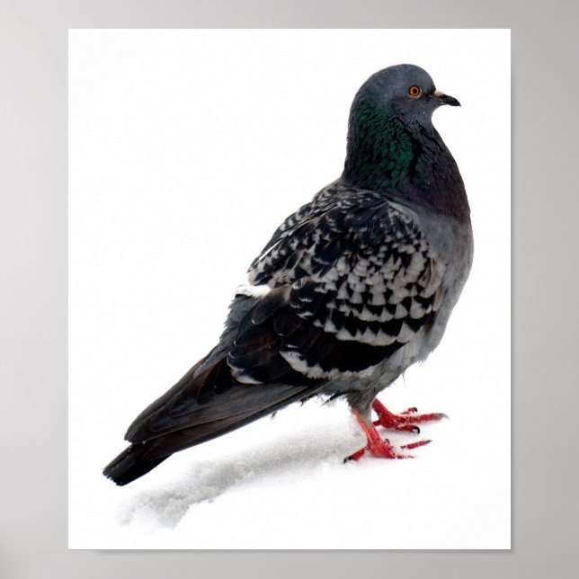Snow and pigeon poster (Front)