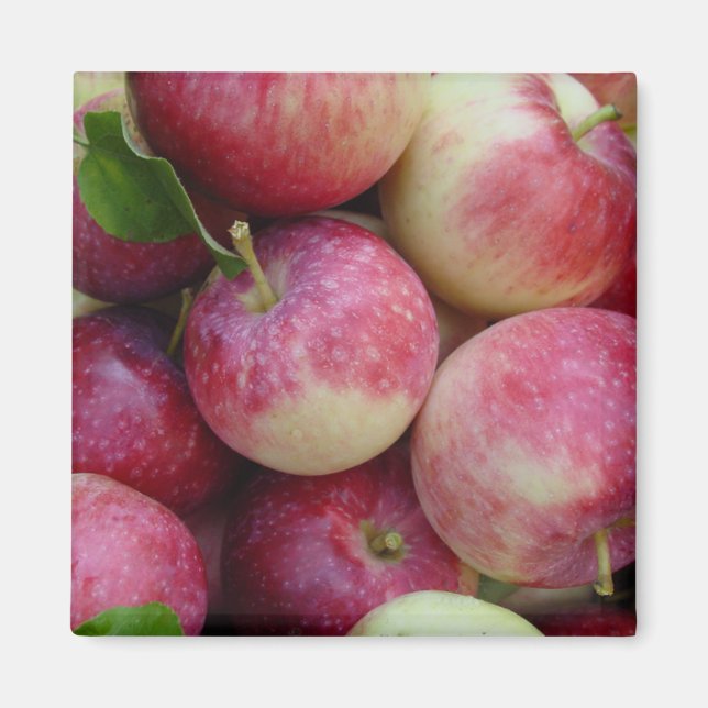 Snow Apples Magnet (Front)