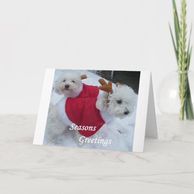Snow Babys Holiday Card (Front)