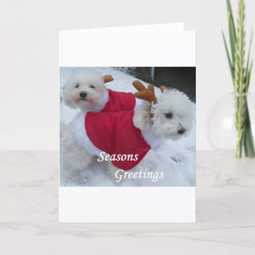 Snow Babys Holiday Card