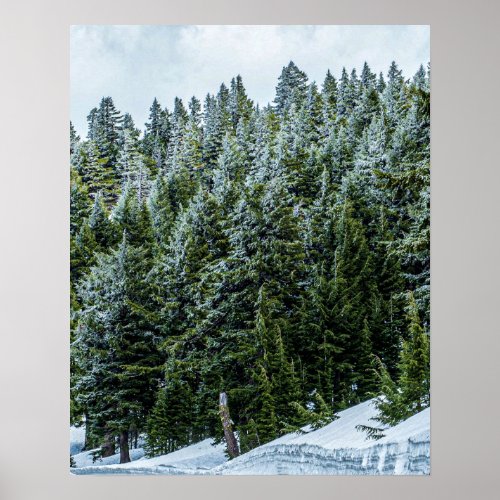 Snow Bank Woodlands  Pine Tree Forest Poster