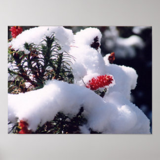 Snow Berries Poster