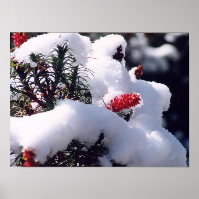 Snow Berries Poster (Front)