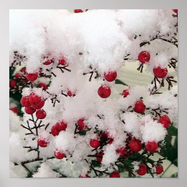 Snow Berries Poster (Front)