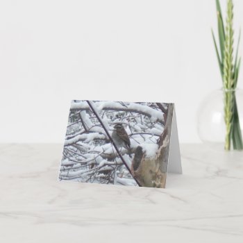 Snow Bird Note Cards by lifethroughalens at Zazzle