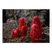 Snow Blossoms (Front Horizontal)