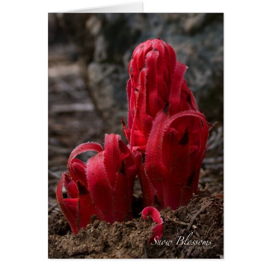 Snow Blossoms Card (Front)