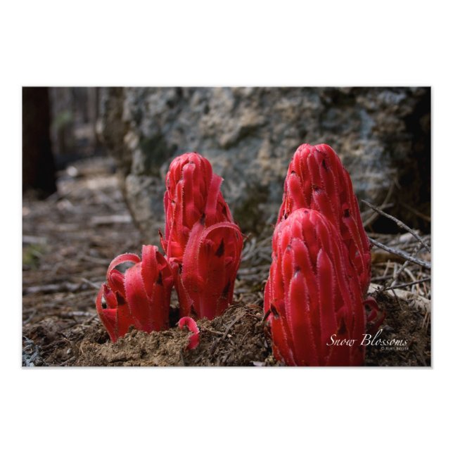 Snow Blossoms Photo Print (Front)