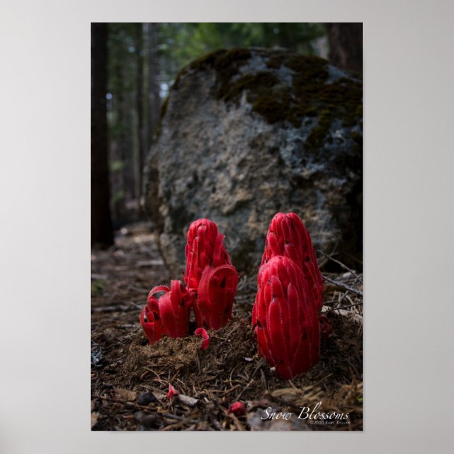 Snow Blossoms Poster (Front)