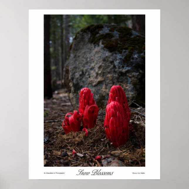 Snow Blossoms Prints (Front)