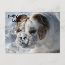 Snow Bully - English Bulldog Postcard