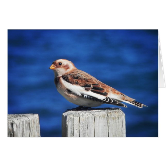 Snow Bunting Cards (Front Horizontal)
