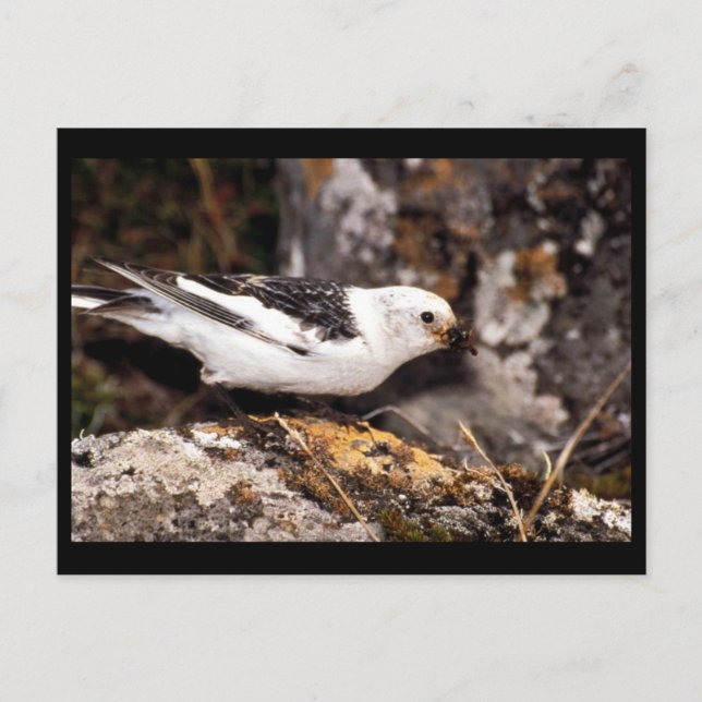 Snow Bunting Postcard (Front)