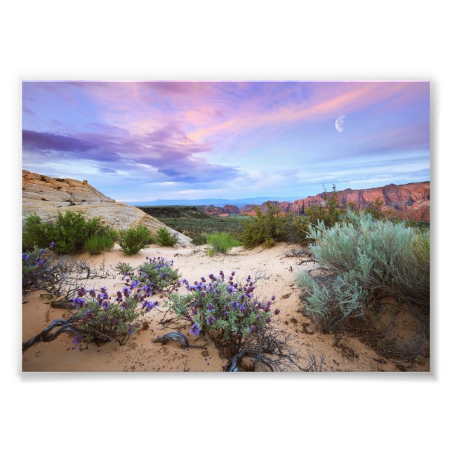 Snow Canyon Sunrise Wildflowers Landscape Photo Print (Front)