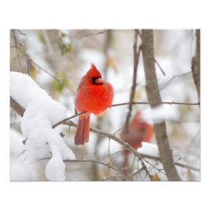 Snow Cardinal Photo Print