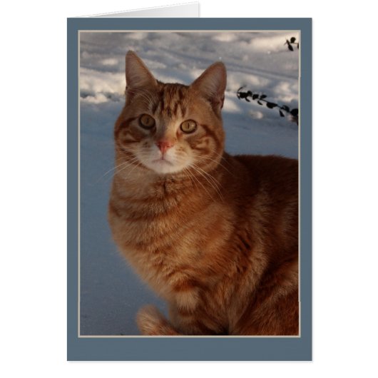 Snow Cat Cards (Front)