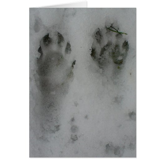 Snow 'coon cards (Front)