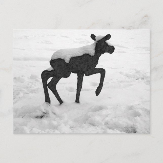 Snow Covered Baby Moose Postcard (Front)