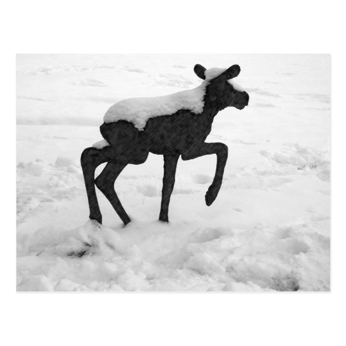 Snow Covered Baby Moose Postcard Zazzle Com