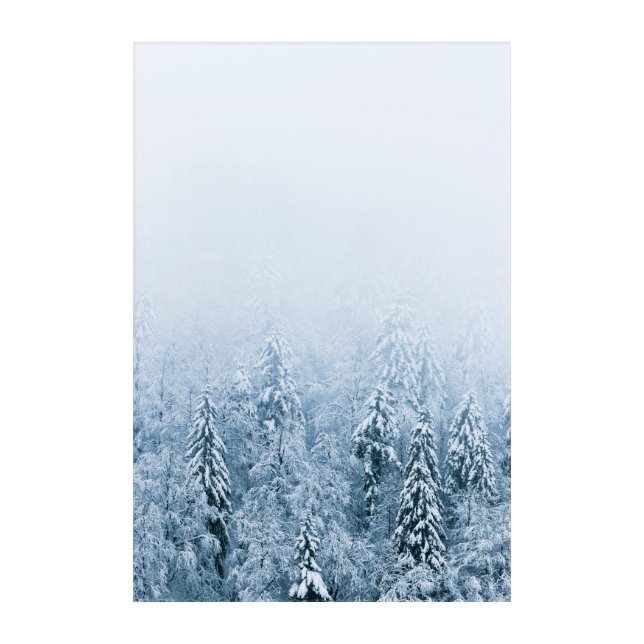 Snow covered beech spruce forest in fog acrylic print (Front)
