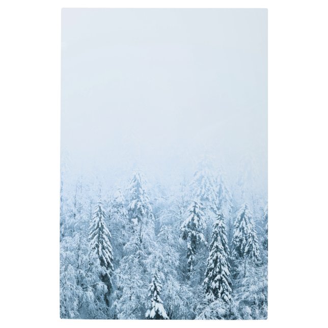Snow covered beech spruce forest in fog metal print (Front)