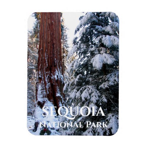 Snow Covered Boughs Winter Sequoia National Park Magnet