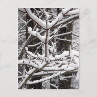 Snow-covered Branches Postcard