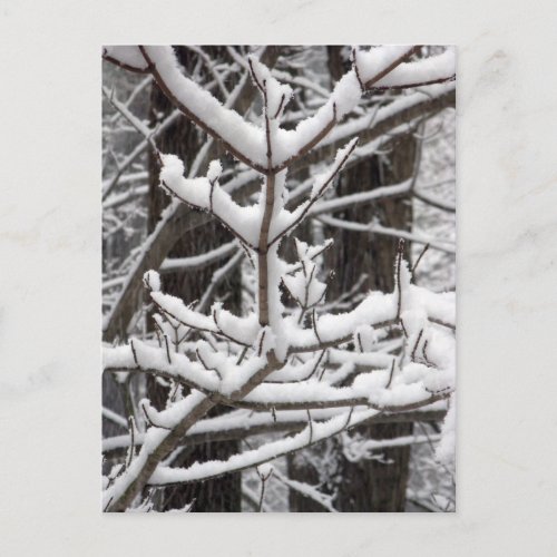 Snow_covered Branches Postcard