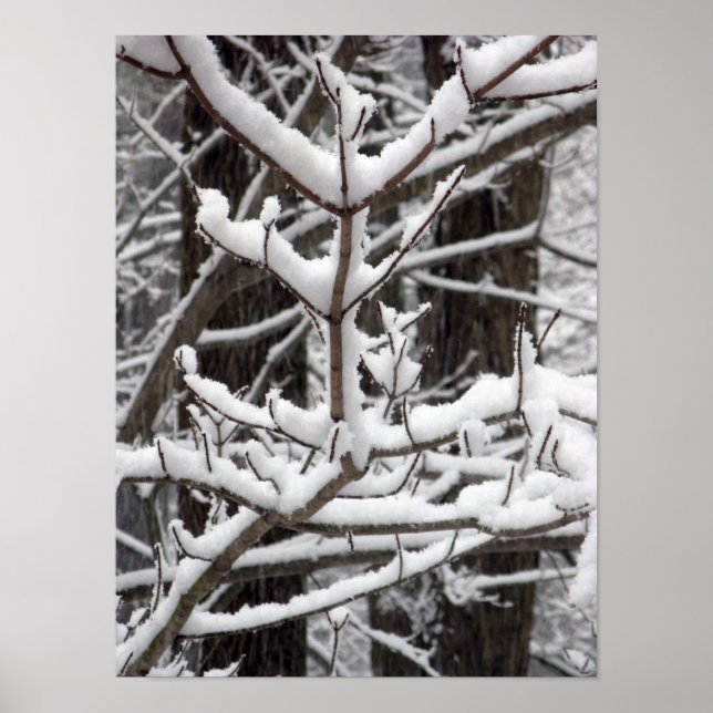 Snow-covered Branches Poster (Front)
