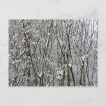 Snow Covered Branches Winter Abstract Postcard