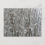 Snow Covered Branches Winter Postcard
