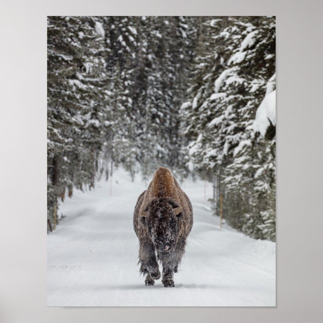 Snow-covered bull bison in a snowy forest poster (Front)