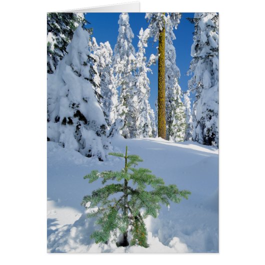 Snow Covered Forest in Oregon Cards (Front)