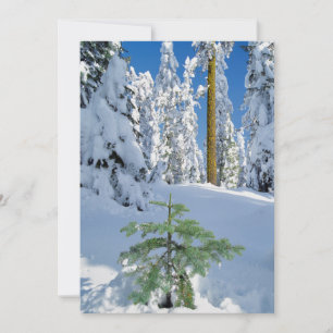 Snow Covered Forest in Oregon Thank You Card
