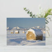 Snow-Covered Hay Bales (Standing Front)