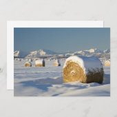 Snow-Covered Hay Bales (Front/Back)