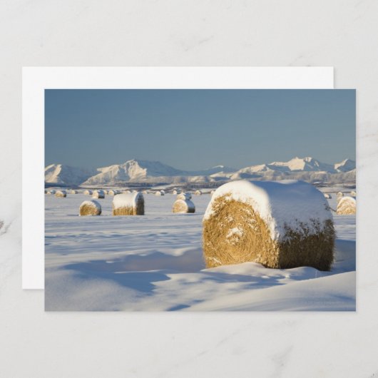 Snow-Covered Hay Bales (Front/Back)