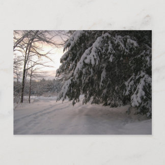 Snow Covered Hemlocks Postcard