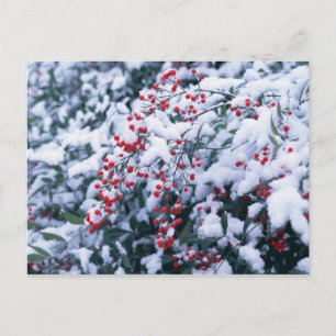 Snow Covered Holly Berries — Holiday Postcards