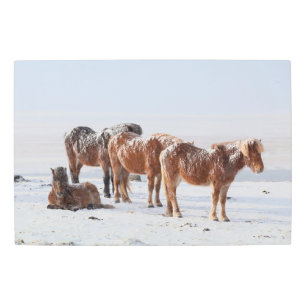 Snow Covered Icelandic Horses Metal Print