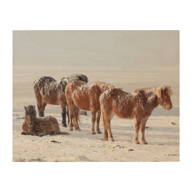 Snow Covered Icelandic Horses Wood Wall Art (Front)