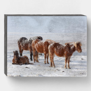 Snow Covered Icelandic Horses Wooden Box Sign