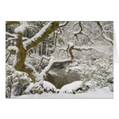 Snow-covered Japanese maple (Front Horizontal)