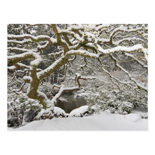 Snow-covered Japanese maple 2 Postcard