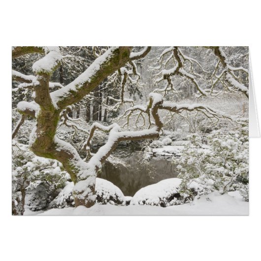 Snow-covered Japanese maple Cards (Front Horizontal)