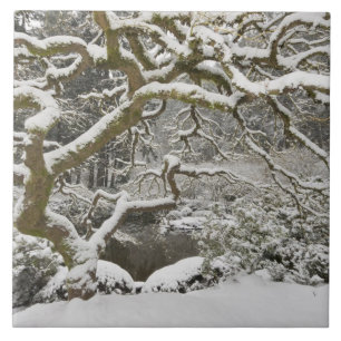 Snow-covered Japanese maple Ceramic Tile