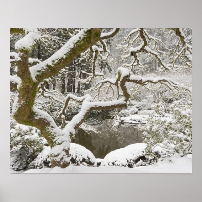 Snow-covered Japanese maple Poster (Front)