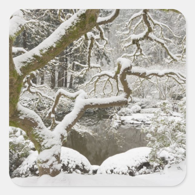Snow-covered Japanese maple Square Sticker (Front)