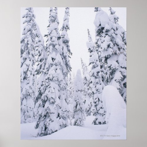 Snow_covered lodge pole pines poster